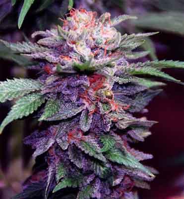 Purple Haze z CBD i THC – którą wybrać?