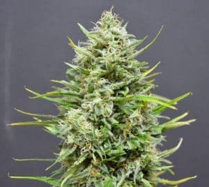 nasiona marihuany outdoor